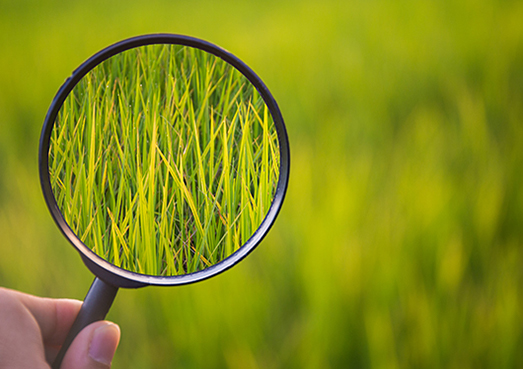 Les insectes nuisibles et comment les identifier